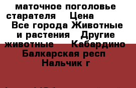 маточное поголовье старателя  › Цена ­ 2 300 - Все города Животные и растения » Другие животные   . Кабардино-Балкарская респ.,Нальчик г.